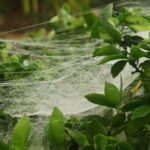 Bauernhof Pannonische Platte Österreich