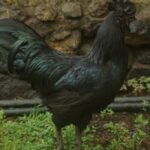 Bergbauernhof in der Steiermark