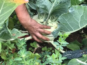 Ökologische Landwirtschaft