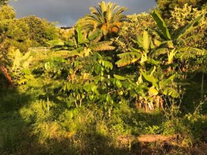 Permakultur | Food Forest | Bauernhof in der Steiermark